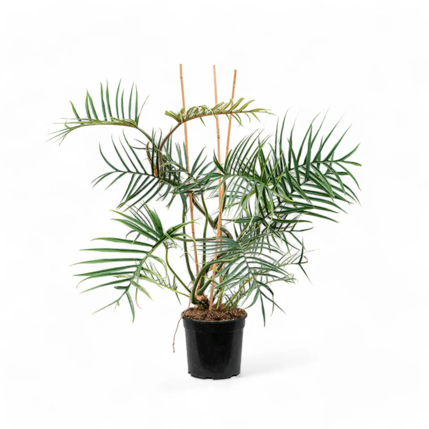 Philodendron tortum potted houseplant in nursery pot on white background, product photo 3.