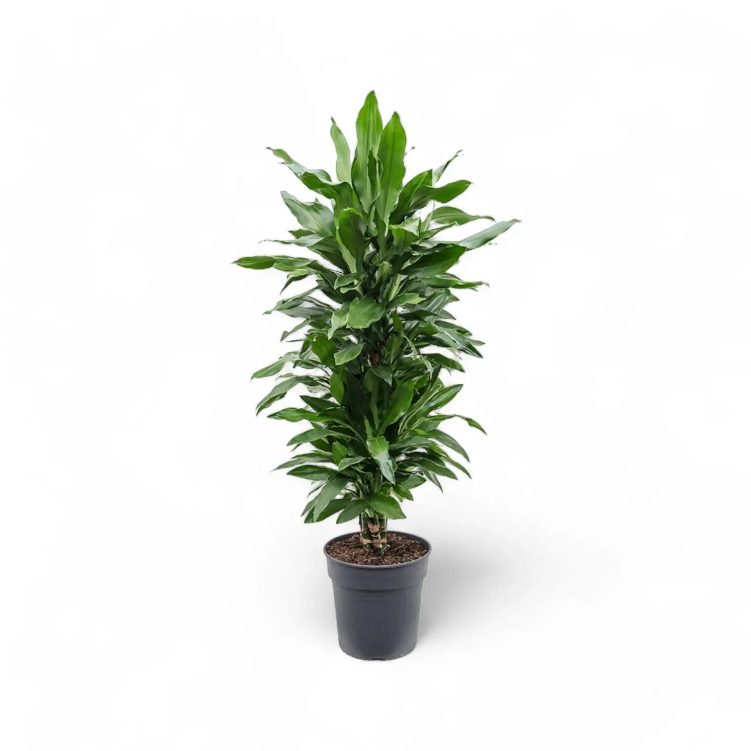 Dracaena fragrans 'Janet Lind' – Topfpflanze im Kulturtopf vor weißem Hintergrund, Produktfoto 8.