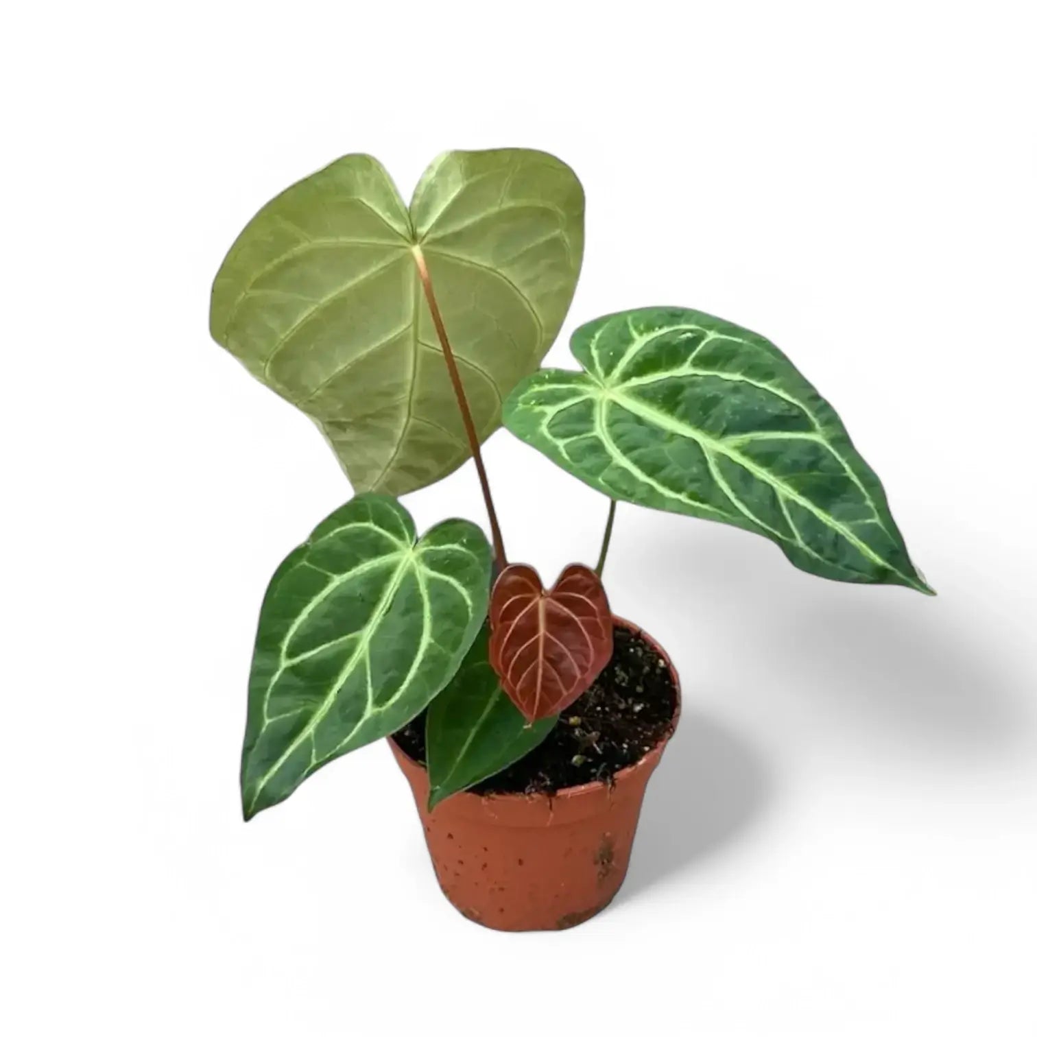 Anthurium regale x magnificum potted houseplant in nursery pot on white background, product photo 3.