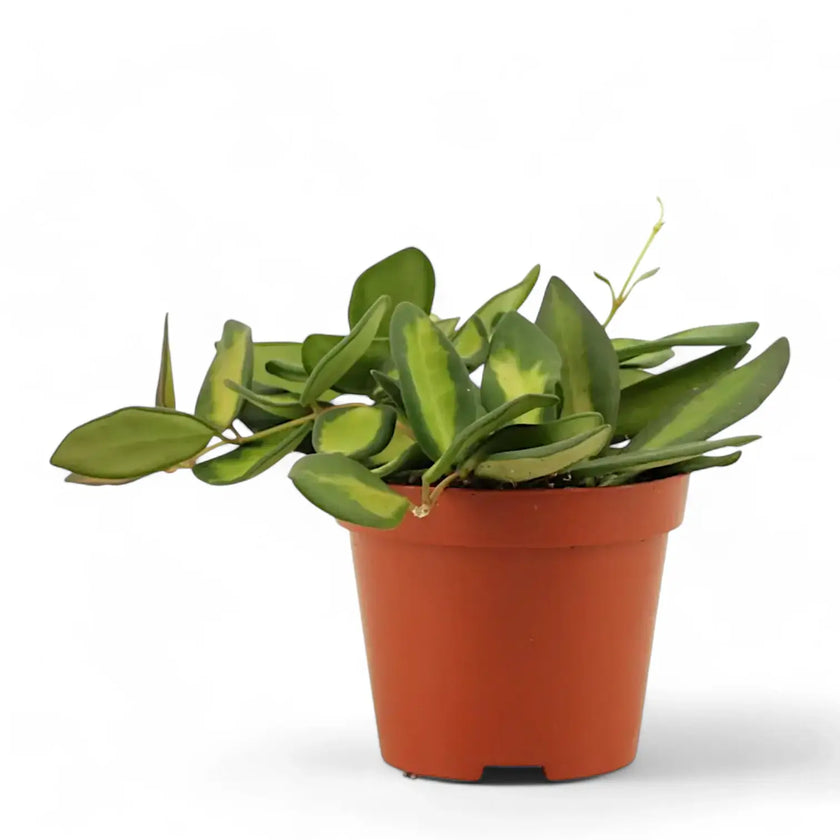 Hoya burtoniae variegata potted houseplant in nursery pot on white background, product photo 2.