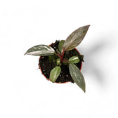 Philodendron 'Pink princess Marble' potted houseplant in nursery pot on white background, product photo 4.