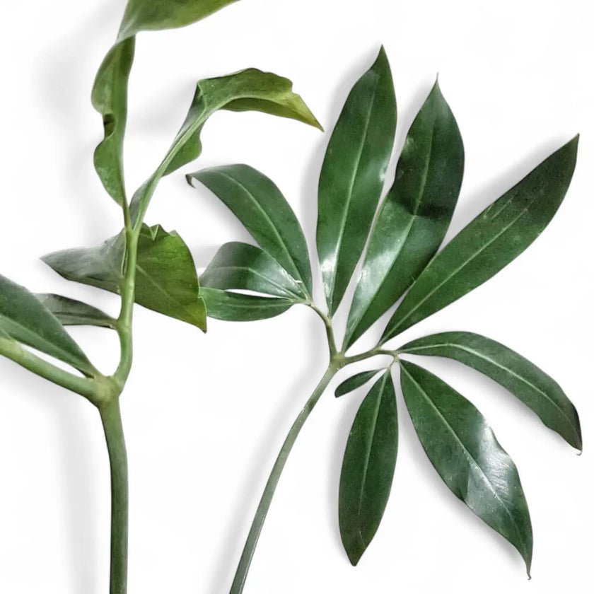 Thaumatophyllum spruceanum 'Green Wonder' ('Fun Bun') leaf close-up on white background.