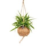 Chlorophytum comosum 'Ocean' in Kokodama leaf close-up on white background.