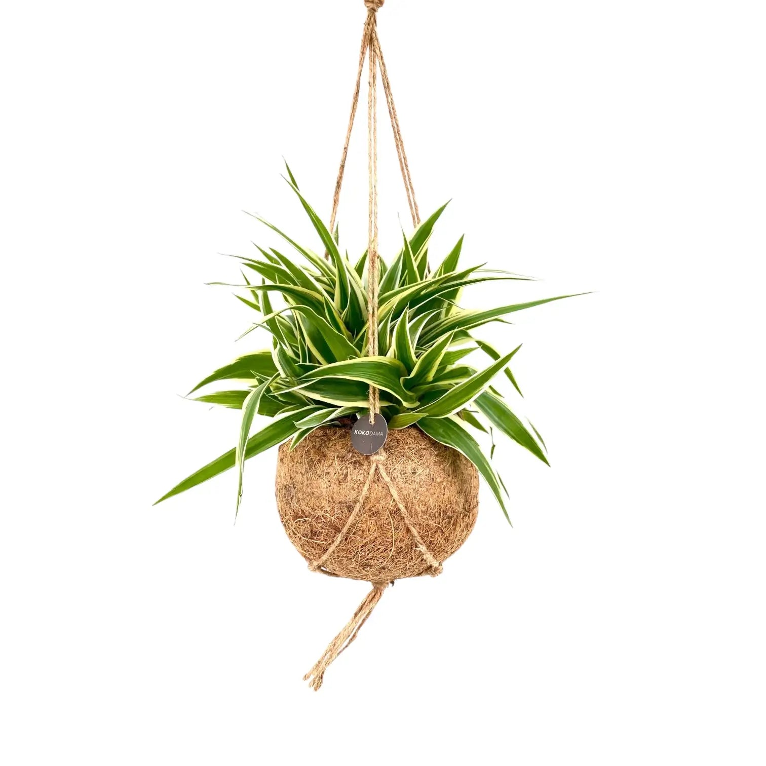 Chlorophytum comosum 'Ocean' in Kokodama leaf close-up on white background.