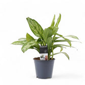 Aglaonema 'Silver Queen' – Topfpflanze im Kulturtopf vor weißem Hintergrund, Produktfoto 2.