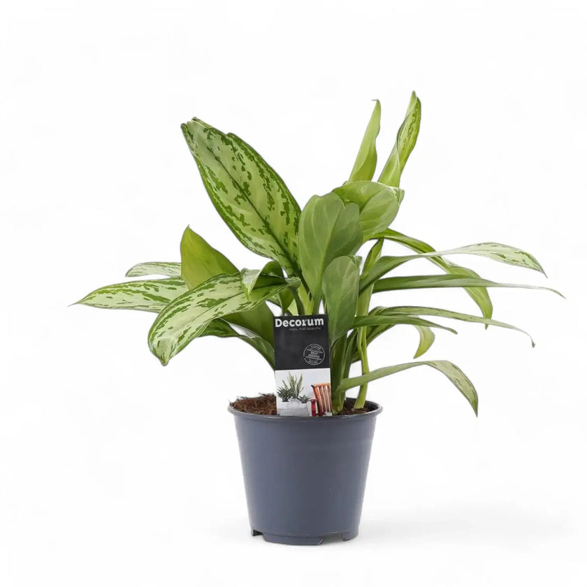Aglaonema 'Silver Queen' potted houseplant in nursery pot on white background, product photo 2.