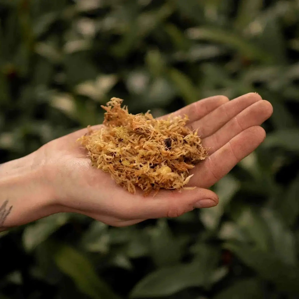 Sphagnum-Moos auf weißem Hintergrund, Produktfoto 3.