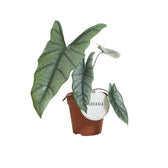 Alocasia heterophylla potted houseplant in nursery pot on white background, product photo 3.