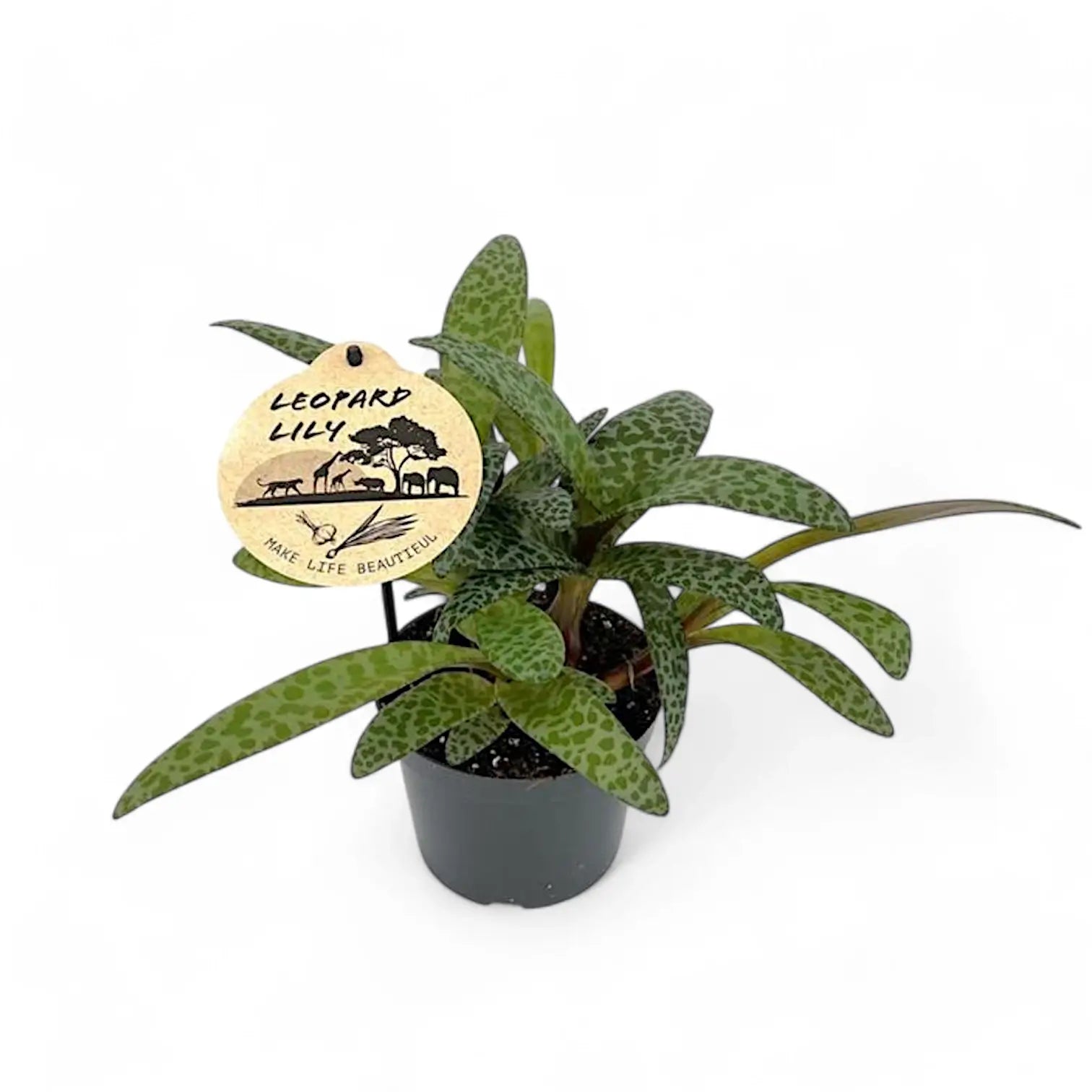 Ledebouria socialis potted houseplant in nursery pot on white background, product photo 4.