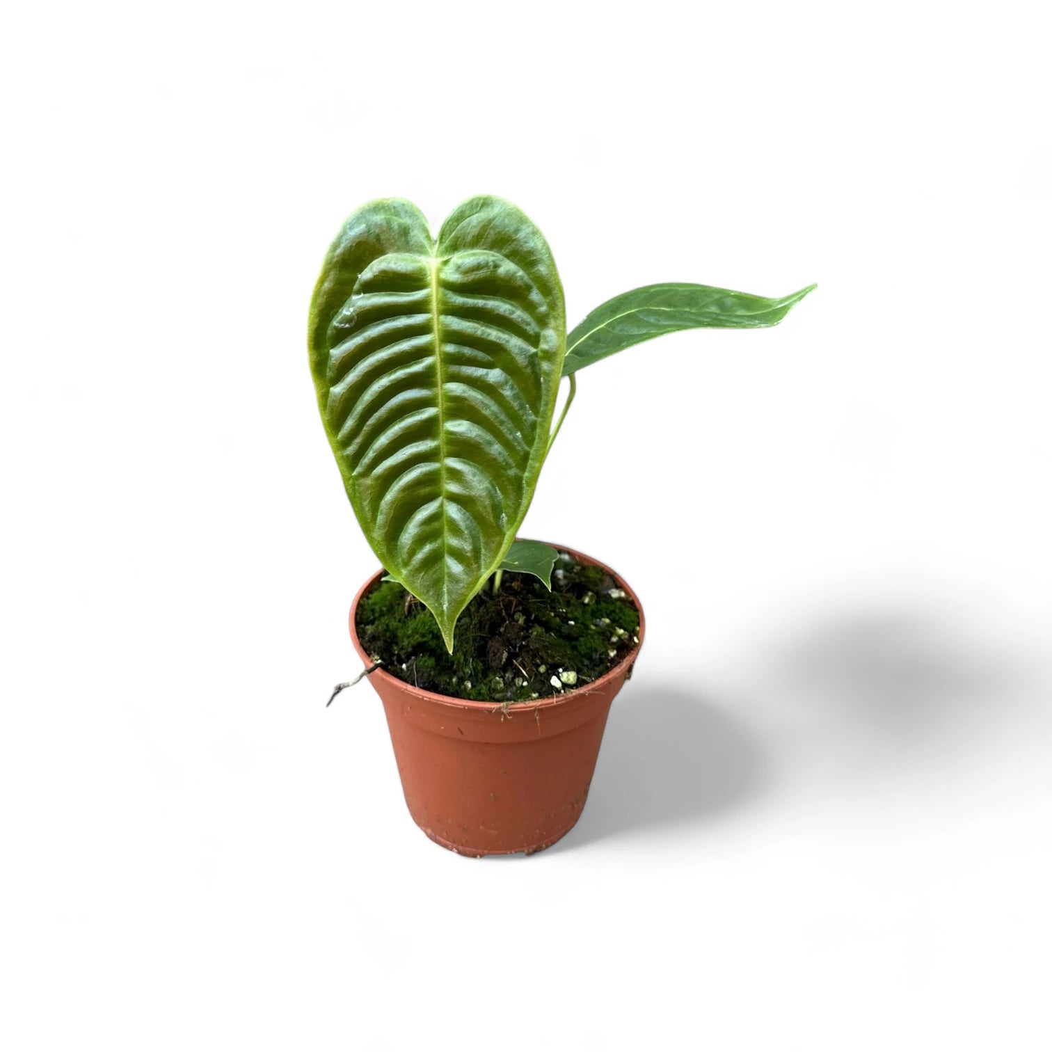 Anthurium veitchii potted houseplant in nursery pot on white background, product photo 4.