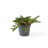 Curio herreianus 'Purple flush' – Topfpflanze im Kulturtopf vor weißem Hintergrund, Produktfoto 4.