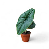 Alocasia puncakborneensis potted houseplant in nursery pot on white background, product photo 2.