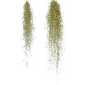 Tillandsia usneoides – Zimmerpflanze im Kulturtopf auf weißem Hintergrund, Produktfoto 4.