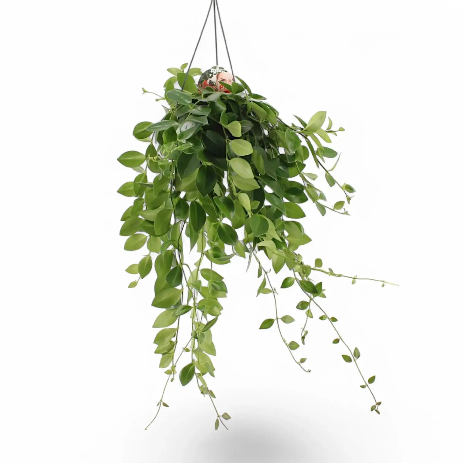 Aeschynanthus speciosus 'Mona Lisa' – Zimmerpflanze im Kulturtopf auf weißem Hintergrund, Produktfoto 6.