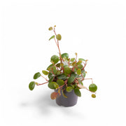 Peperomia 'Pepperspot' – Zimmerpflanze im Kulturtopf auf weißem Hintergrund, Produktfoto 4.