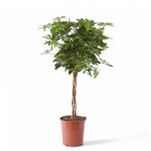 Heptapleurum (Schefflera) arboricola 'Gold Capella' – Zimmerpflanze im Kulturtopf auf weißem Hintergrund, Produktfoto 6.