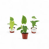 Anthurium balaoanum – Topfpflanze im Kulturtopf vor weißem Hintergrund, Produktfoto 4.