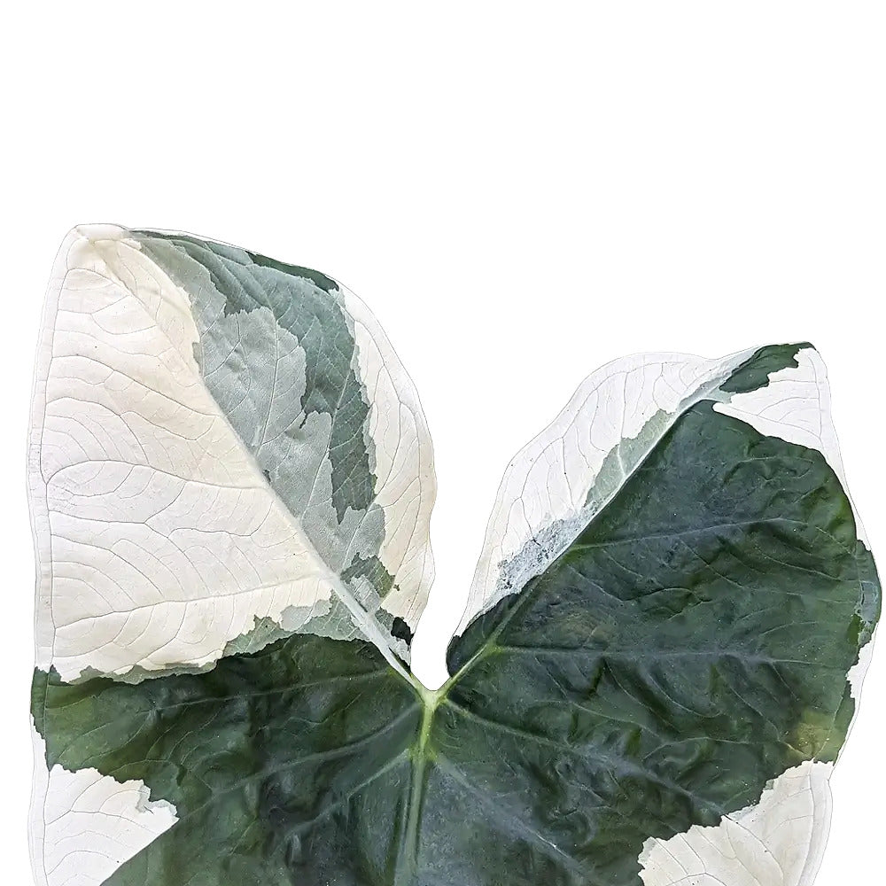 Nahaufnahme eines Blatts von Xanthosoma sagittifolium 'Mickey Mouse' vor weißem Hintergrund.