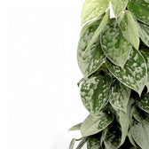 Scindapsus pictus 'Silvery Ann' – Zimmerpflanze im Kulturtopf auf weißem Hintergrund, Produktfoto 3.