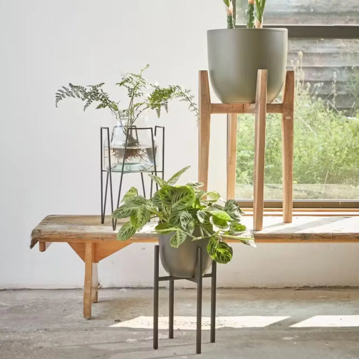 Pflanzenständer 'Ascot' vor weißem Hintergrund, Produktfoto 5.