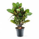 Codiaeum variegatum (Croton) 'Petra' potted houseplant in nursery pot on white background, product photo 8.