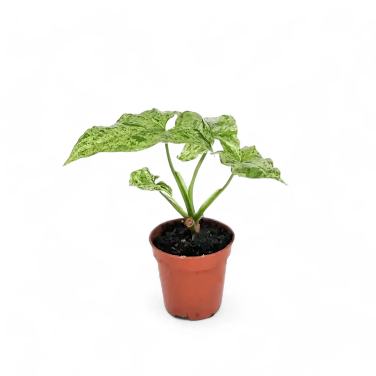 Syngonium podophyllum 'Mottled' – Zimmerpflanze im Kulturtopf auf weißem Hintergrund, Produktfoto 6.