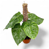 Philodendron 'Majestic' (verrucosum x sodiroi) – Zimmerpflanze im Kulturtopf auf weißem Hintergrund, Produktfoto 10.