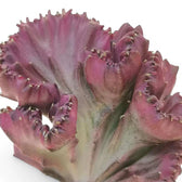 Euphorbia lactea f. crestata potted houseplant in nursery pot on white background, product photo 4.