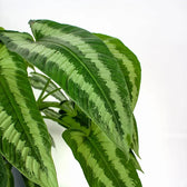 Schismatoglottis wallichii – Zimmerpflanze im Kulturtopf auf weißem Hintergrund, Produktfoto 2.