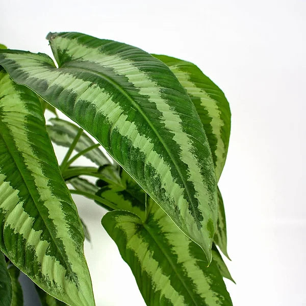 Schismatoglottis wallichii potted houseplant in nursery pot on white background, product photo 2.