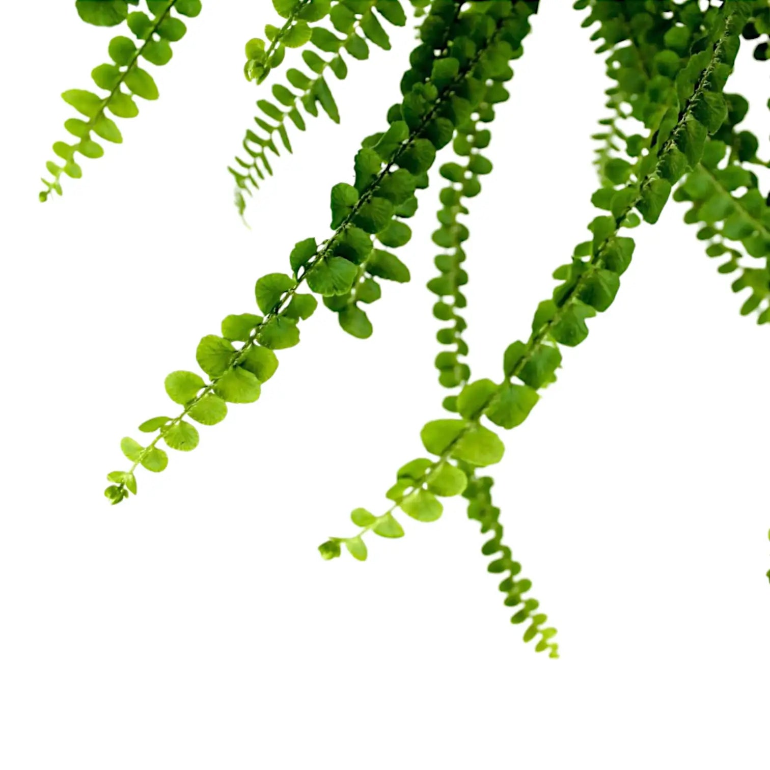 Nahaufnahme eines Wedels von Nephrolepis cordifolia 'Duffii' vor weißem Hintergrund.