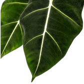 Alocasia micholitziana ‘Green velvet’ (‘Maxkowskii') leaf close-up on white background.
