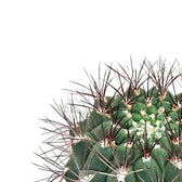 Nahaufnahme von Gymnocalycium saglionis vor weißem Hintergrund.