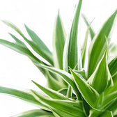 Chlorophytum comosum 'Ocean' leaf close-up on white background.