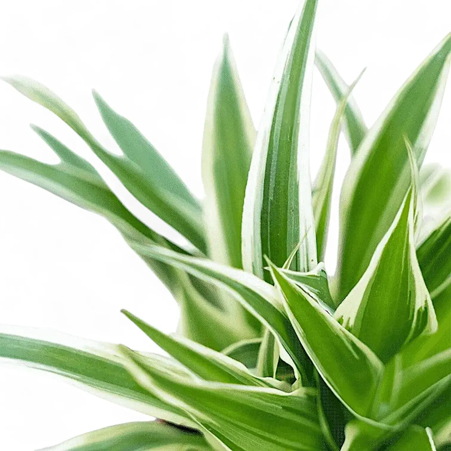 Chlorophytum comosum 'Ocean' leaf close-up on white background.
