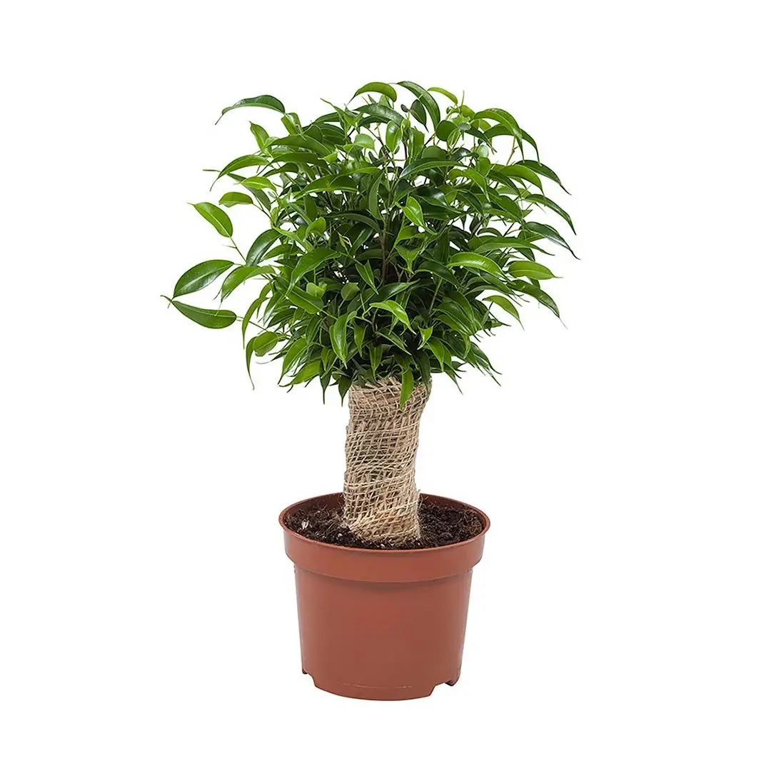 Ficus benjamina 'Natasja' – Topfpflanze im Kulturtopf vor weißem Hintergrund, Produktfoto 2.