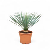 Yucca rostrata potted houseplant in nursery pot on white background, product photo 6.