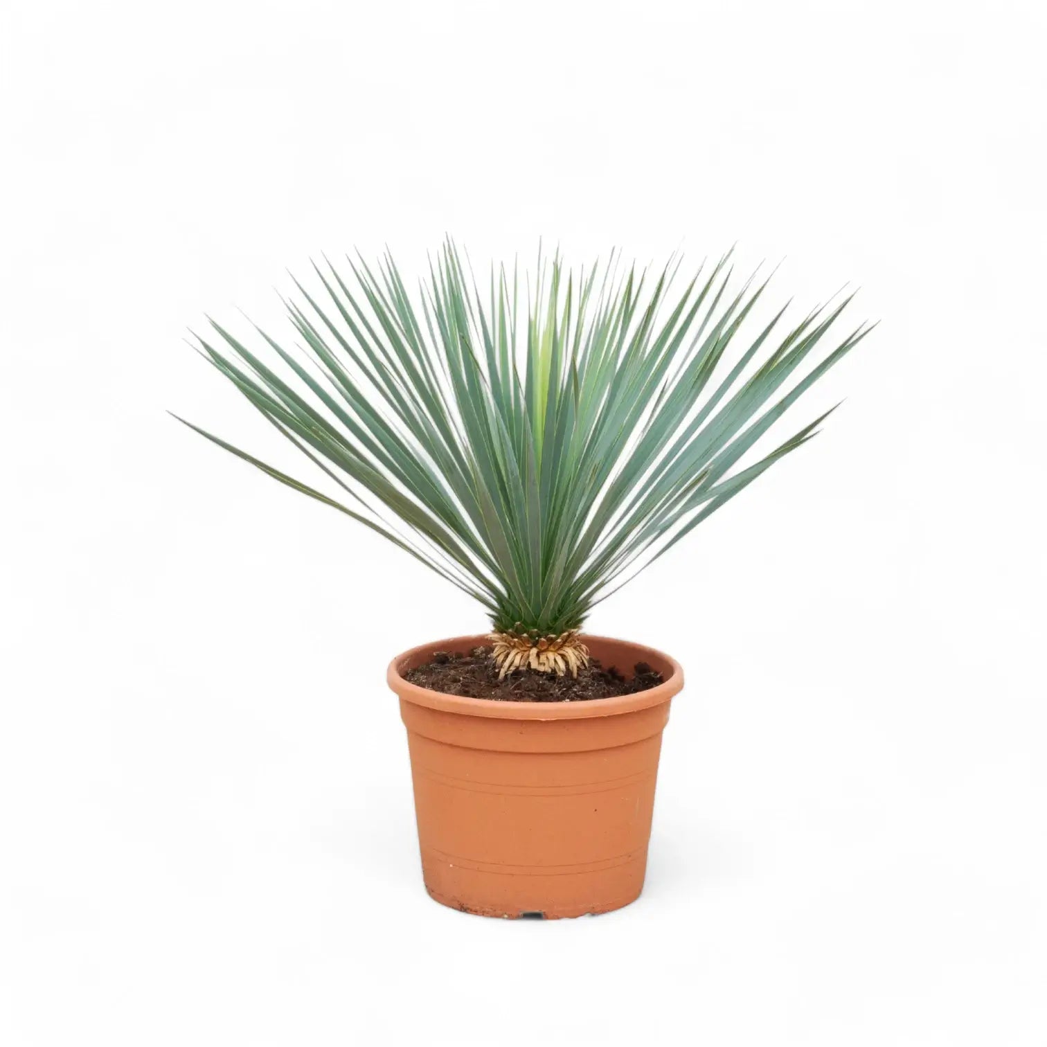 Yucca rostrata potted houseplant in nursery pot on white background, product photo 6.