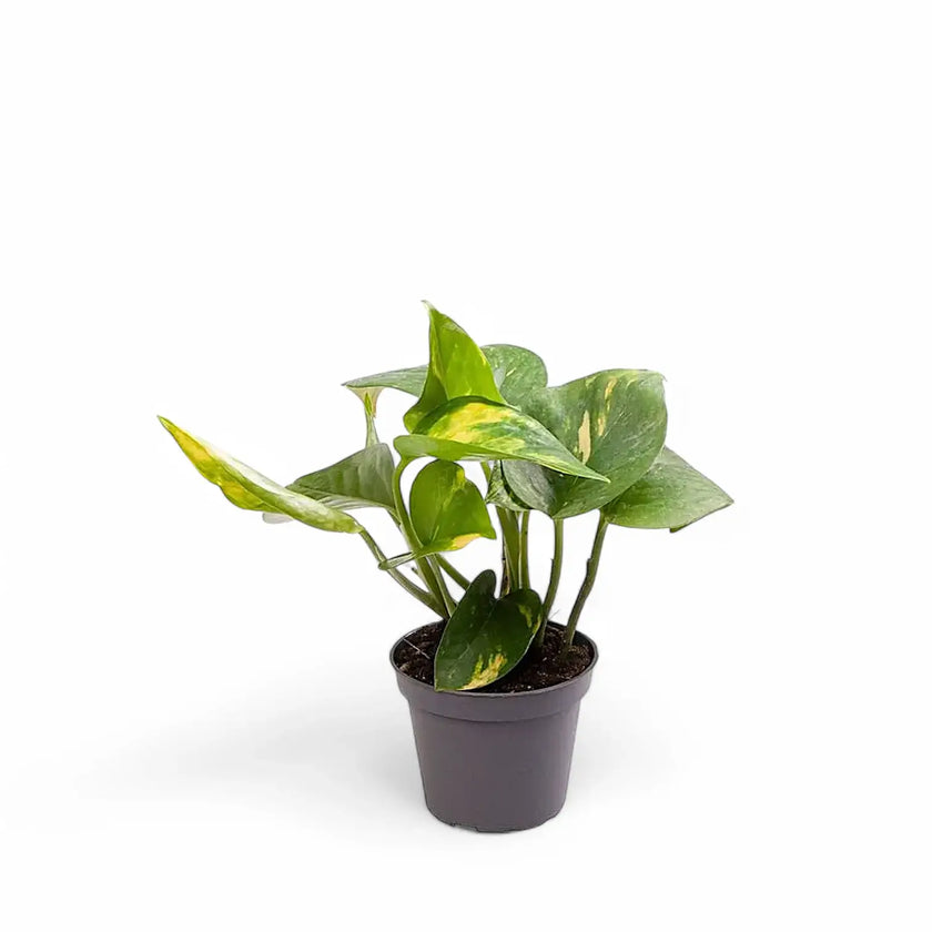 Epipremnum aureum potted houseplant in nursery pot on white background, product photo 6.