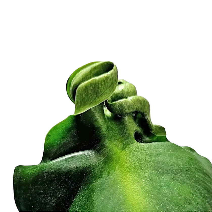 Philodendron rugosum aberrant form leaf close-up on white background.