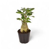 Adenium obesum – Zimmerpflanze im Kulturtopf auf weißem Hintergrund, Produktfoto 5.