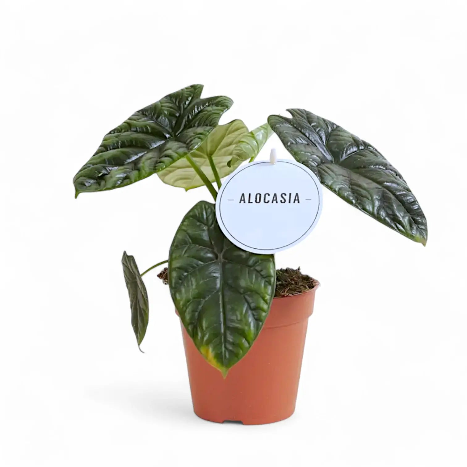 Alocasia sinuata potted houseplant in nursery pot on white background, product photo 8.