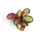 Goeppertia (Calathea) roseopicta 'Silvia' – Nahaufnahme eines Blatts vor weißem Hintergrund.