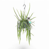 Pfeiffera boliviana – Zimmerpflanze im Kulturtopf auf weißem Hintergrund, Produktfoto 3.