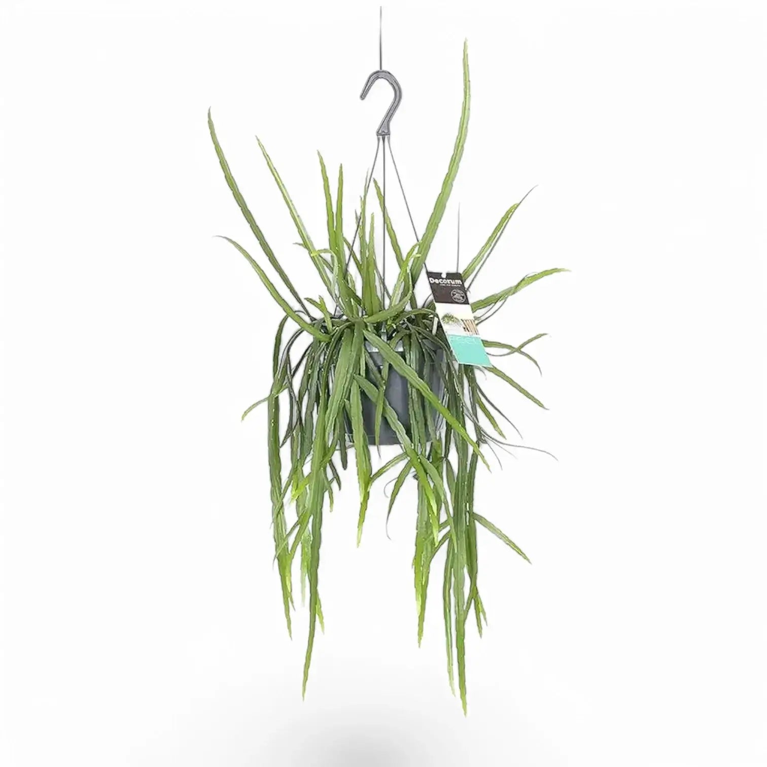 Pfeiffera boliviana – Zimmerpflanze im Kulturtopf auf weißem Hintergrund, Produktfoto 3.