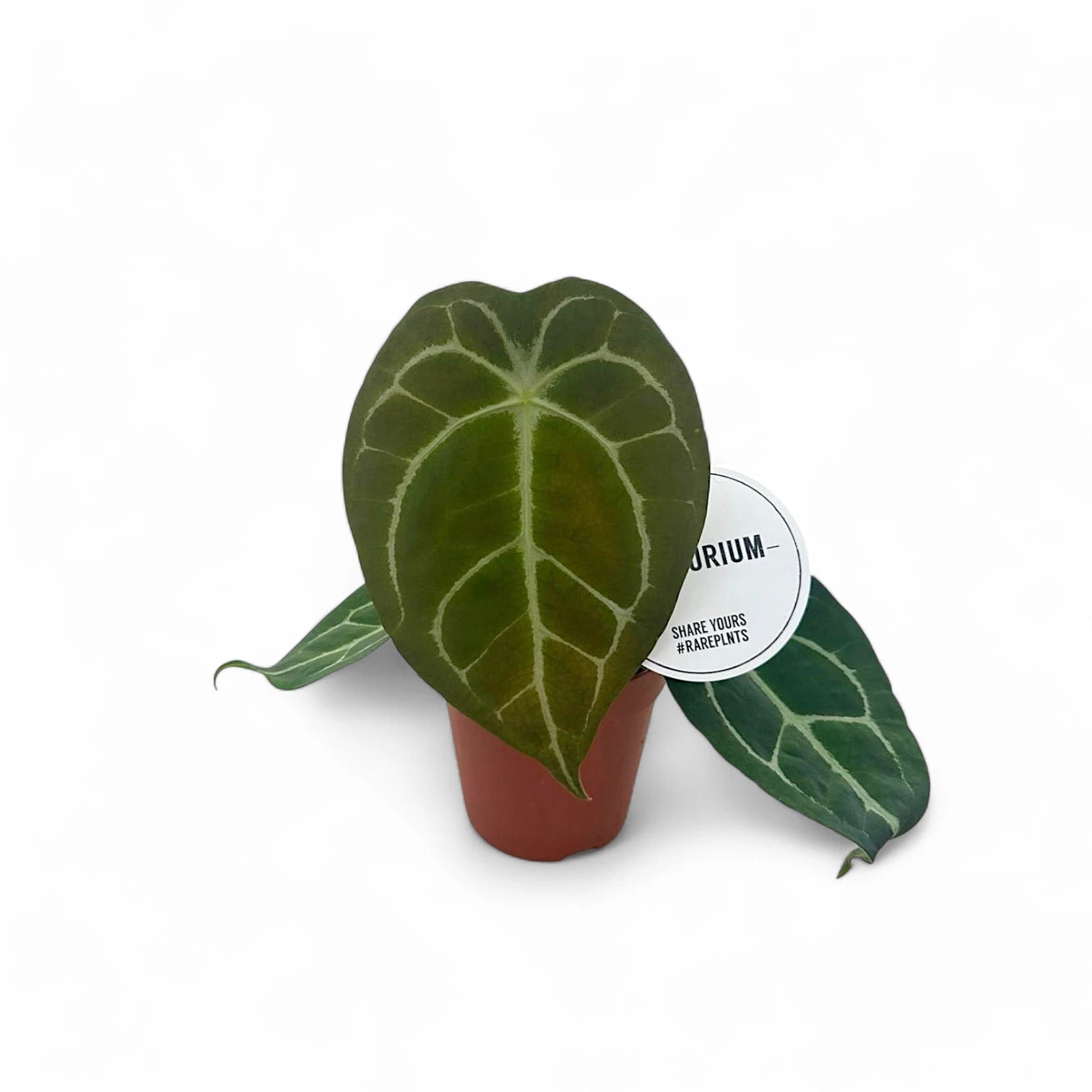 Anthurium forgetii x nigrolaminum 'Gigi' potted houseplant in nursery pot on white background, product photo 4.