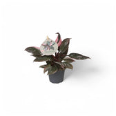 Philodendron 'Pink princess Marble' potted houseplant in nursery pot on white background, product photo 2.