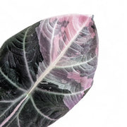 Alocasia reginula Pink Variegated leaf close-up on white background.