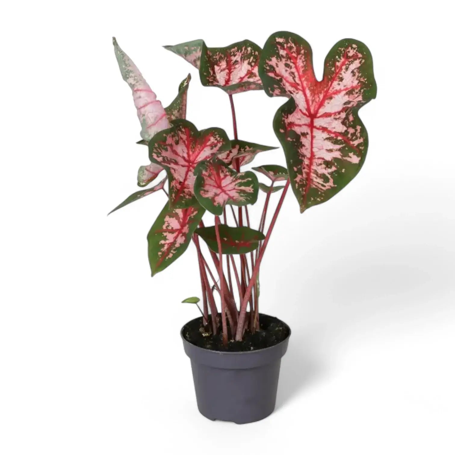 Caladium 'Carolyn Whorton'