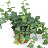 Hedera helix 'Wonder' – Zimmerpflanze im Kulturtopf auf weißem Hintergrund, Produktfoto 2.